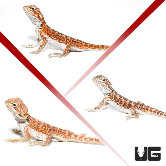Baby Hypo Inferno Bearded Dragon 3 Pack - Image 4