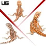 Baby Hypo Inferno Bearded Dragon 3 Pack - Image 2