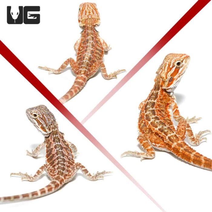 Baby Hypo Inferno Bearded Dragon 3 Pack - Image 2