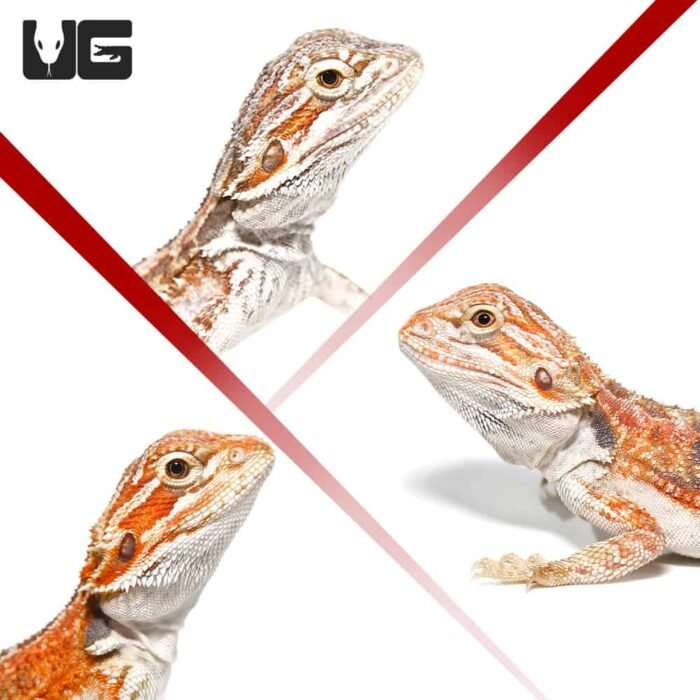 Baby Hypo Inferno Bearded Dragon 3 Pack - Image 3