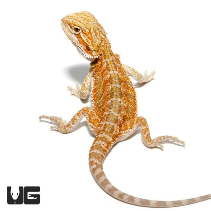 Hypo Blue Bar Bearded Dragon - Image 1