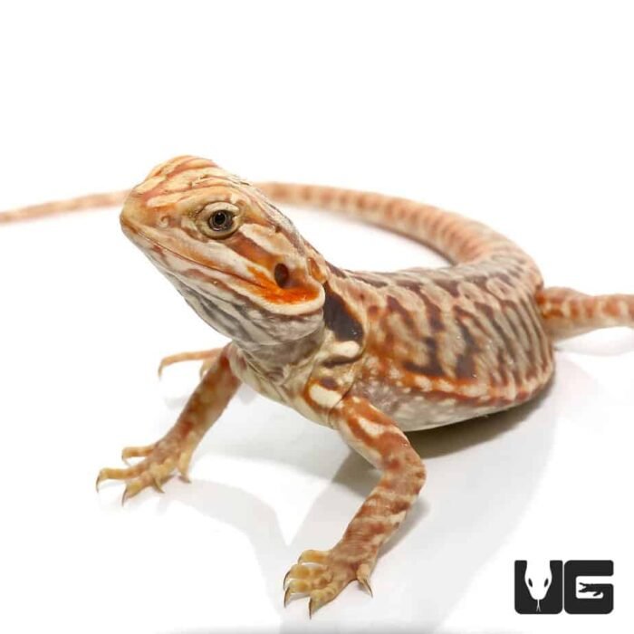 Baby Blue Bar Silky Bearded Dragon - Image 2