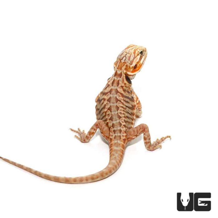 Baby Blue Bar Silky Bearded Dragon - Image 1