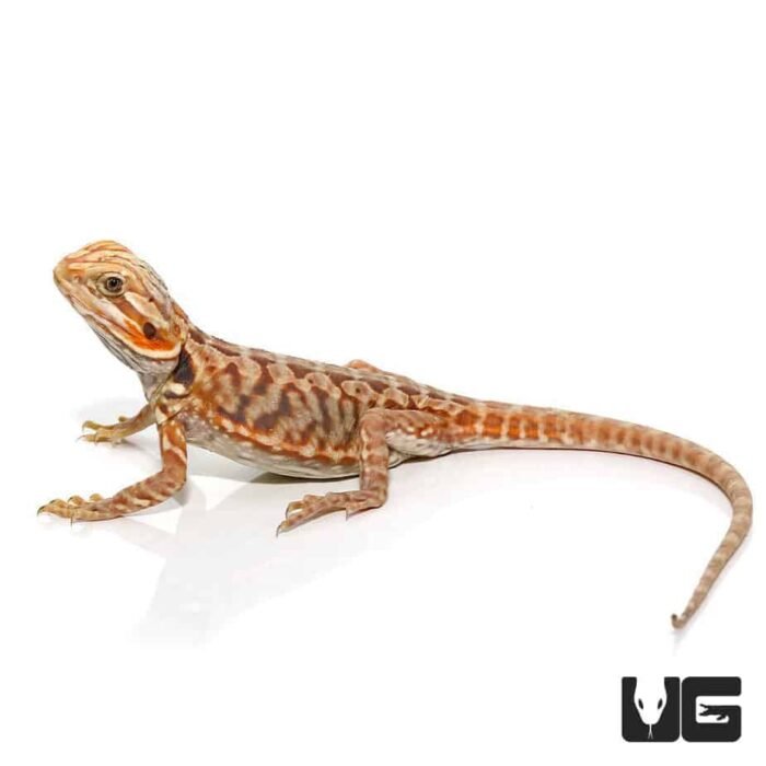 Baby Blue Bar Silky Bearded Dragon - Image 3