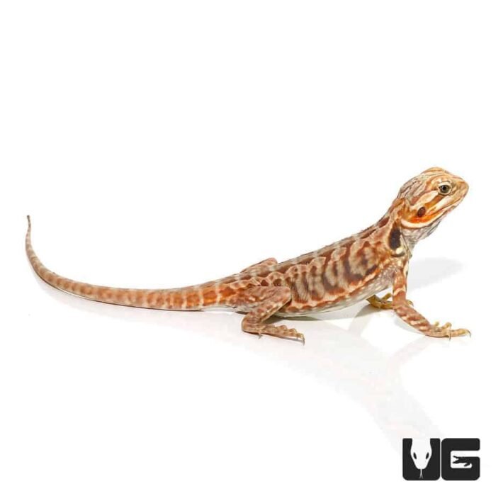 Baby Blue Bar Silky Bearded Dragon - Image 4