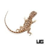 6-8 Inch Blue Bar Bearded Dragon