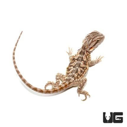 6-8 Inch Blue Bar Bearded Dragon