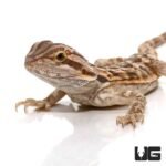 6-8 Inch Blue Bar Bearded Dragon - Image 2