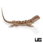 6-8 Inch Blue Bar Bearded Dragon - Image 4
