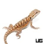 6-8 Inch Blue Bar Leatherback Bearded Dragon