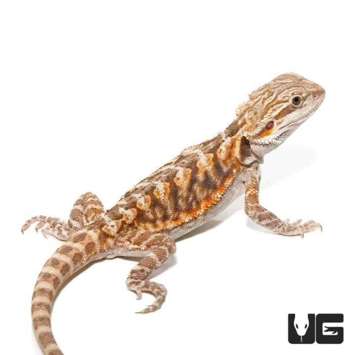 6-8 Inch Blue Bar Leatherback Bearded Dragon - Image 1