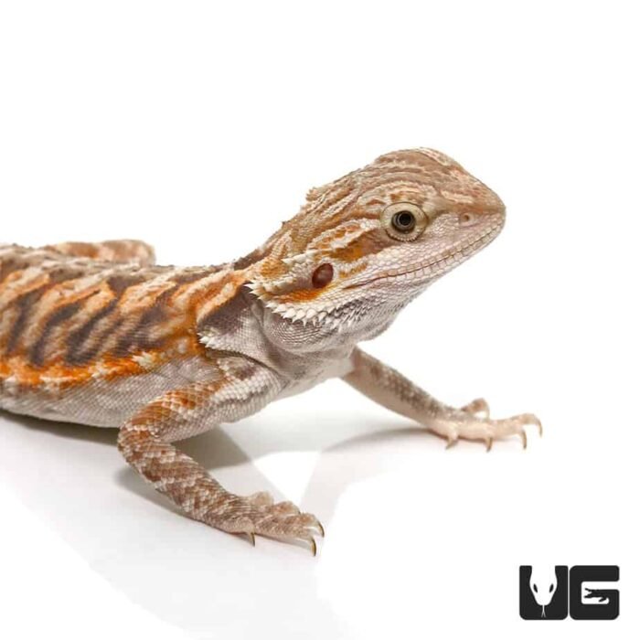6-8 Inch Blue Bar Leatherback Bearded Dragon - Image 2