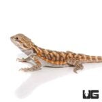 6-8 Inch Blue Bar Leatherback Bearded Dragon - Image 3