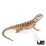 6-8 Inch Blue Bar Leatherback Bearded Dragon - Image 4