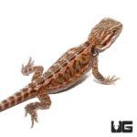 8-10 Inch Citrus Bearded Dragon