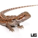 8-10 Inch Citrus Bearded Dragon - Image 2
