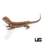 8-10 Inch Citrus Bearded Dragon - Image 3