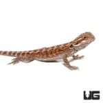 8-10 Inch Citrus Bearded Dragon - Image 4