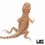 6-8 Inch Hypo Leatherback Bearded Dragon