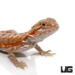 6-8 Inch Hypo Leatherback Bearded Dragon - Image 2