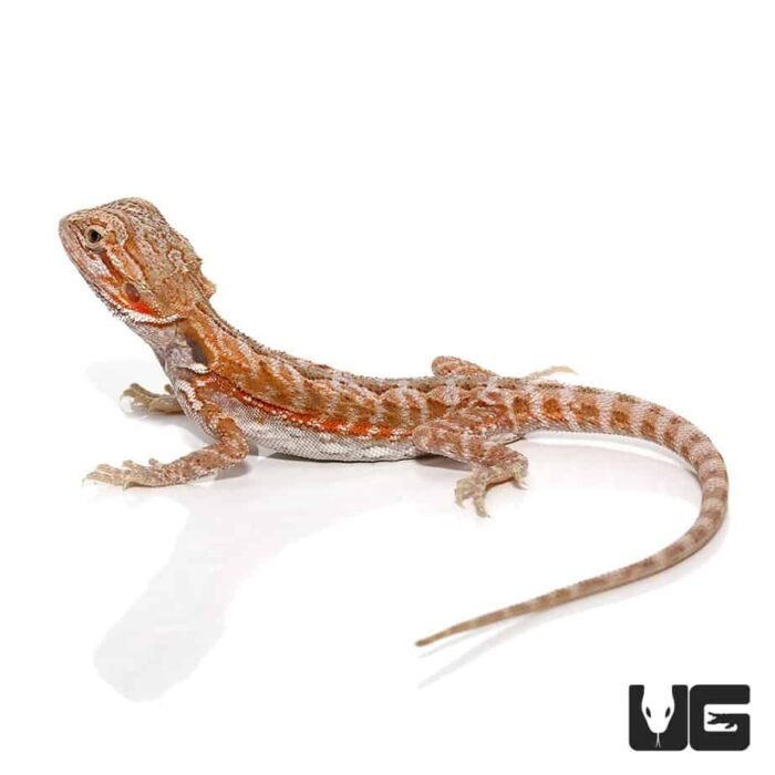 6-8 Inch Hypo Leatherback Bearded Dragon - Image 3