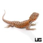 6-8 Inch Hypo Leatherback Bearded Dragon - Image 4