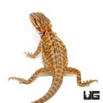 6-8 Inch Red Citrus Bearded Dragon