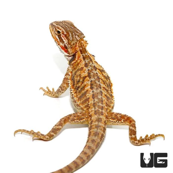 6-8 Inch Red Citrus Bearded Dragon - Image 1