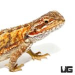 6-8 Inch Red Citrus Bearded Dragon - Image 2