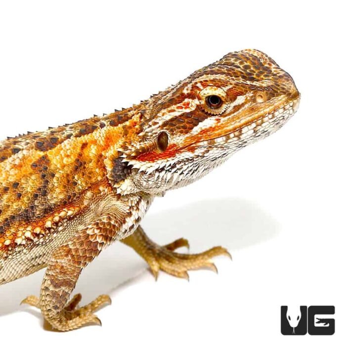 6-8 Inch Red Citrus Bearded Dragon - Image 2