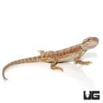6-8 Inch Red Citrus Bearded Dragon - Image 3