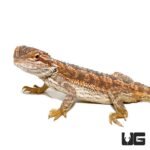 6-8 Inch Red Citrus Bearded Dragon - Image 4