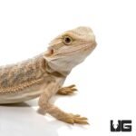 8-10 Inch Hypo Blue Bar Bearded Dragon - Image 2
