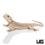 8-10 Inch Hypo Blue Bar Bearded Dragon - Image 3