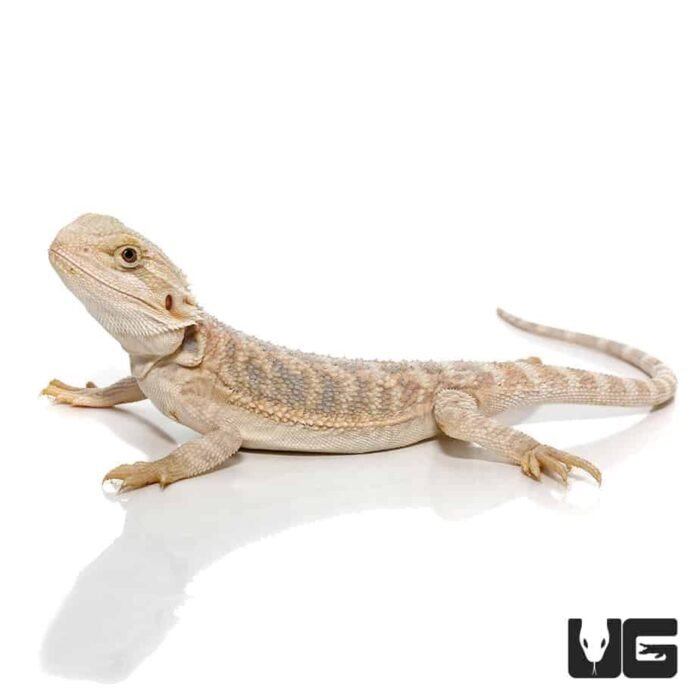 8-10 Inch Hypo Blue Bar Bearded Dragon - Image 3