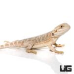 8-10 Inch Hypo Blue Bar Bearded Dragon - Image 4