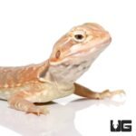 7 – 9 Inch Hypo Inferno Silky Bearded Dragon - Image 2