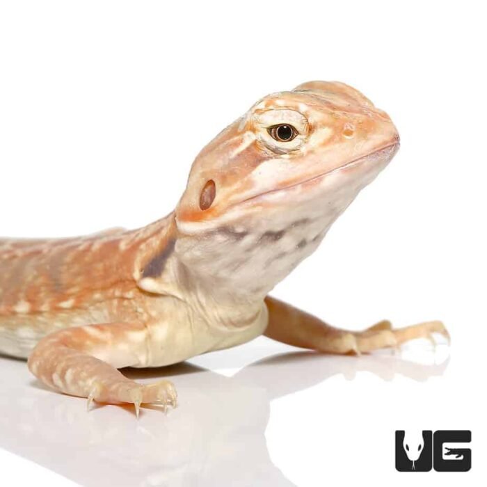 7 – 9 Inch Hypo Inferno Silky Bearded Dragon - Image 2