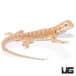 7 – 9 Inch Hypo Inferno Silky Bearded Dragon - Image 3
