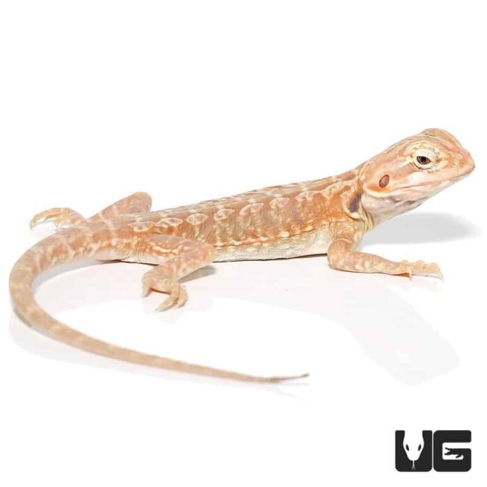 7 – 9 Inch Hypo Inferno Silky Bearded Dragon - Image 3
