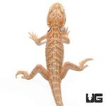 7 – 9 Inch Hypo Inferno Silky Bearded Dragon