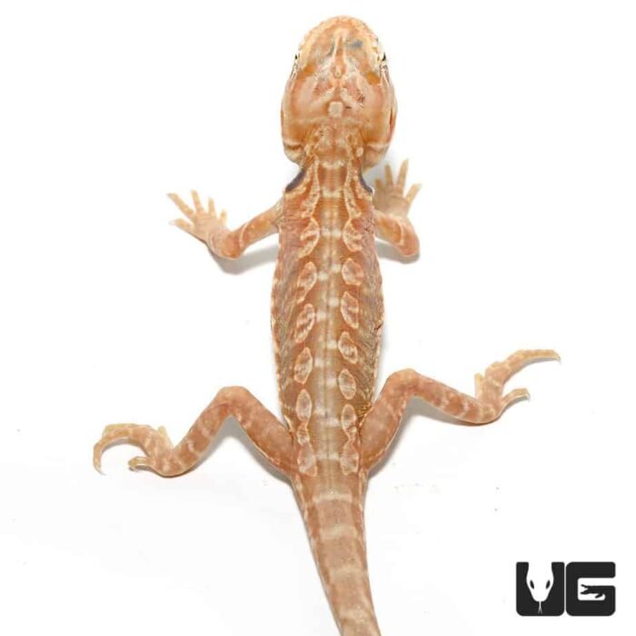 7 – 9 Inch Hypo Inferno Silky Bearded Dragon - Image 1
