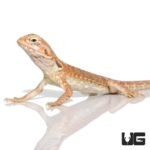 7 – 9 Inch Hypo Inferno Silky Bearded Dragon - Image 4