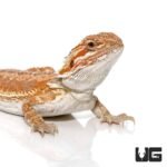 8-10 Inch Hypo Inferno Bearded Dragon - Image 2