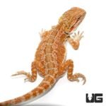 8-10 Inch Hypo Inferno Bearded Dragon