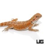 8-10 Inch Hypo Inferno Bearded Dragon - Image 3