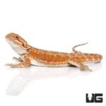 8-10 Inch Hypo Inferno Bearded Dragon - Image 4