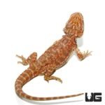 9 -11 Inch Inferno Bearded Dragon