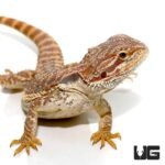9 -11 Inch Inferno Bearded Dragon - Image 2