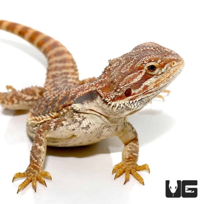 9 -11 Inch Inferno Bearded Dragon - Image 2